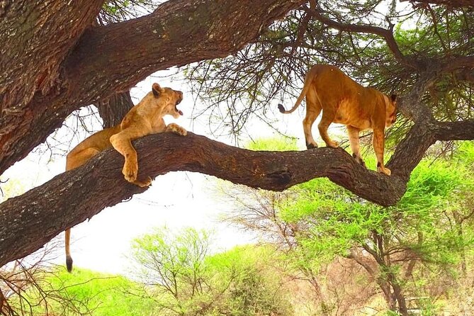 8 days Kenya highlights safari starting from Nairobi. - Entering Kenya Safari Mode From Nairobi, Fast
