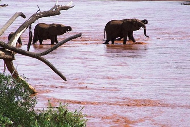 8 days Kenya highlights safari starting from Nairobi. - Day 4 to 5, Amboseli and Kilimanjaro views that can steal the show