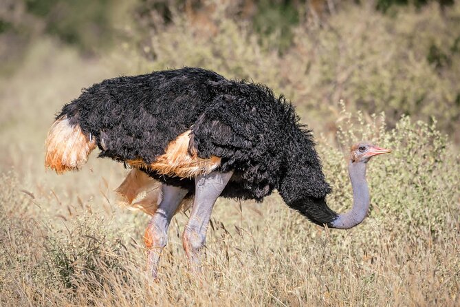 8 days Kenya highlights safari starting from Nairobi. - Days 7 to 8, Tsavo East Red Jumbo elephants, Yatta Plateau, and your finale
