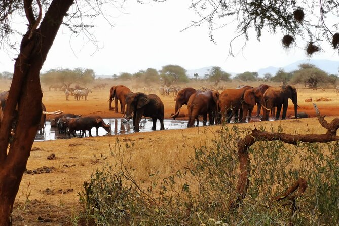 8 days Kenya highlights safari starting from Nairobi. - What to pack and how to plan your expectations