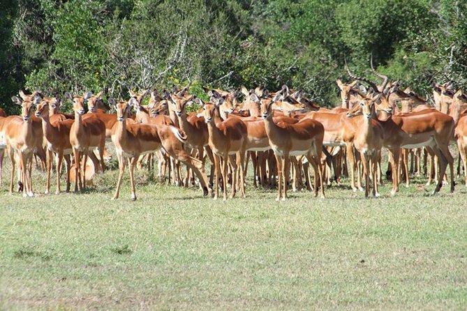 8 days Kenya highlights safari starting from Nairobi. - Price and what you actually get with a $4,583 per person safari