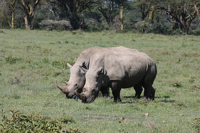8 Days Kenya Safari Expedition - Maasai Mara Day 2: Rift Valley viewpoint, long game drive time, and a classic lodge base