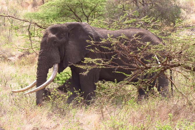 8 Days Safari to Amboseli, Great Rift Valley Lakes & Masai Mara - Window-Seat Safari From Nairobi to Amboseli, Rift Valley Lakes, and Masai Mara