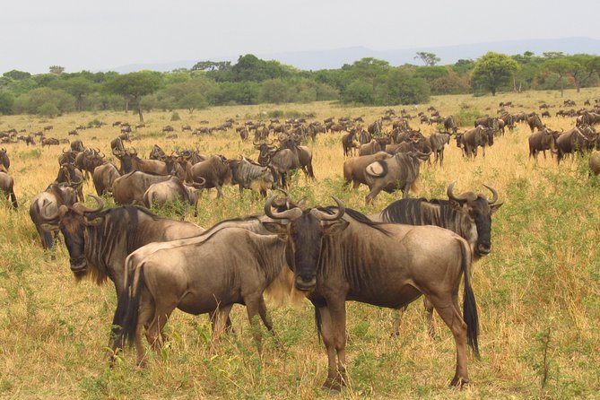 8 Days Safari to Amboseli, Great Rift Valley Lakes & Masai Mara - Day 2 in Amboseli: Longer Game Drives and a Masai Village Stop