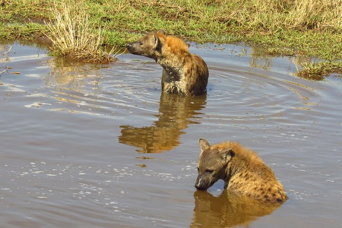 8 Days Safari to Amboseli, Great Rift Valley Lakes & Masai Mara - Day 4 in Lake Bogoria: Flamingos, Volcanic Ground, and the Scenic Road Trip