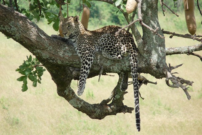 8 Days Safari to Amboseli, Great Rift Valley Lakes & Masai Mara - Day 5 in Lake Nakuru: Rhino Sanctuary and a Flamingo Band