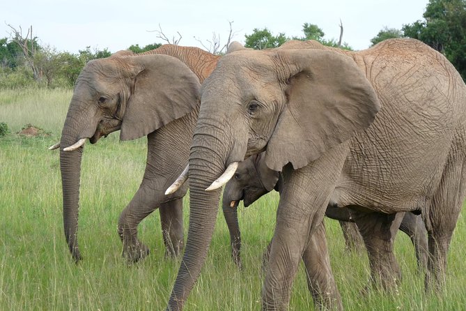 8 Days Safari to Amboseli, Great Rift Valley Lakes & Masai Mara - Day 6-7 in Masai Mara: Big-Cat Odds, Mara River Timing, and Picnic Lunch