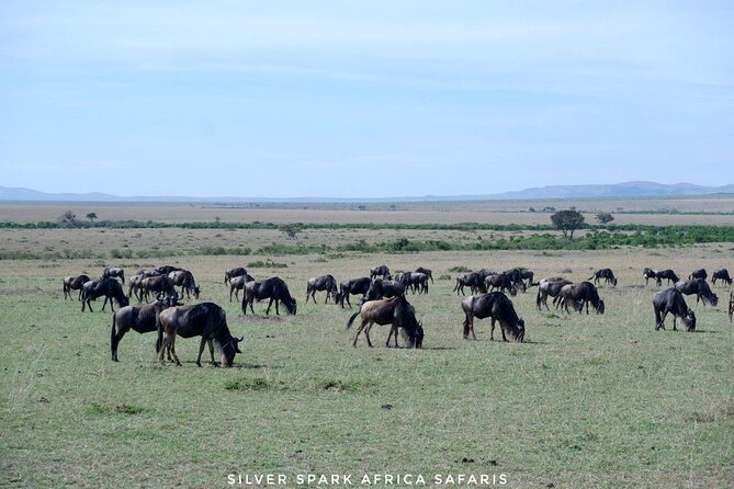 8 Days: Tsavo East National Park Amboseli, Nakuru, Maasai Mara Park - How This Nairobi-to-Four-Parks Route Feels on the Ground