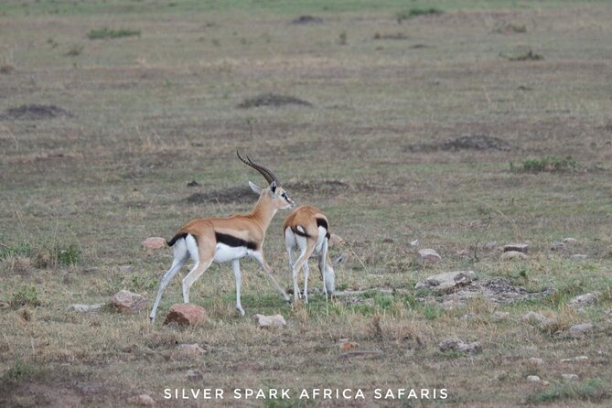 8 Days: Tsavo East National Park Amboseli, Nakuru, Maasai Mara Park - Lake Nakuru: Flamingos, Pelicans, and Birding-First Timing
