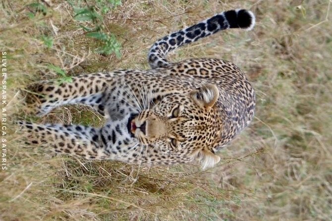 8 Days: Tsavo East National Park Amboseli, Nakuru, Maasai Mara Park - Maasai Mara Arrival Drive: Savannas, Predator Hopes, and River Geography