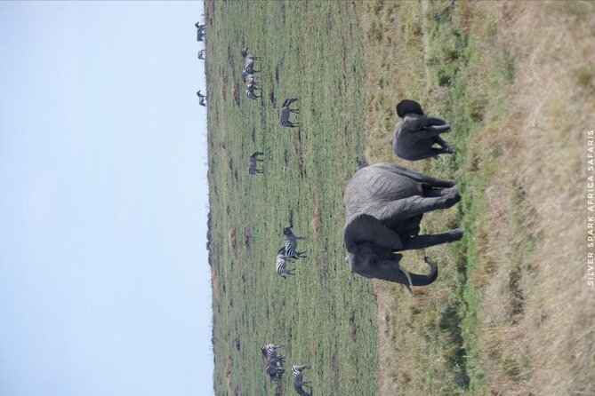8 Days: Tsavo East National Park Amboseli, Nakuru, Maasai Mara Park - Full-Day Maasai Mara: Big Five Searches and Two-Region Thinking