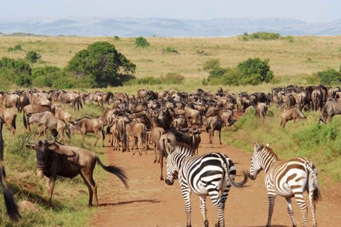 9 Day Private Luxury Spectacle Safari Majestic Kenya Wonderland - Entering Tsavo West National Park, where elephants drink and lions get loud