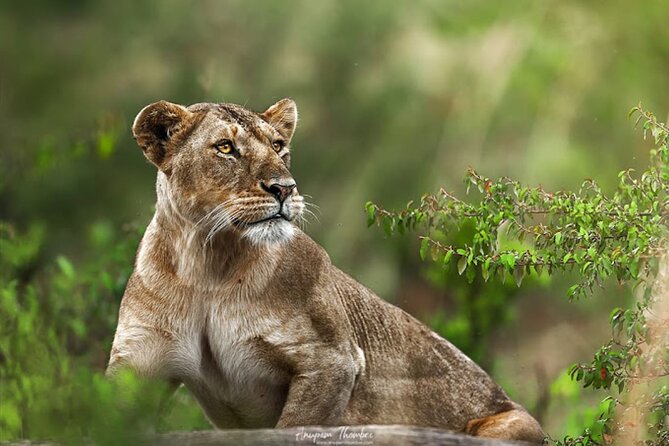 9 Day Private Luxury Spectacle Safari Majestic Kenya Wonderland - Amboseli National Park, Kilimanjaro mornings and elephant-at-close-range drama