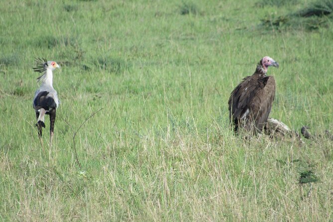 9 Days Amboseli-Ol Pejeta-Aberdare-Nakuru-Naivasha-Masai Mara - Aberdare National Park, the Ark lodge and night viewing from safety