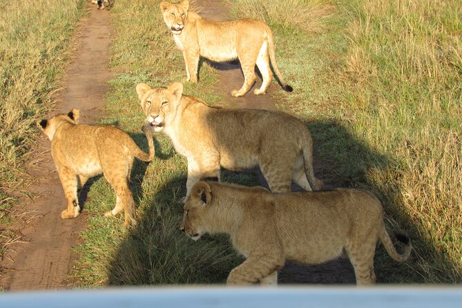9 Days Amboseli-Ol Pejeta-Aberdare-Nakuru-Naivasha-Masai Mara - Lake Naivasha and Hell’s Gate, where you can add action