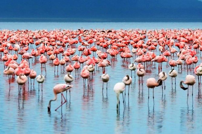 9-Days Best of Kenya Wildlife Private 4X4 Jeep Safari - Tsavo West, Tsavo East, and Mzima Springs along the way