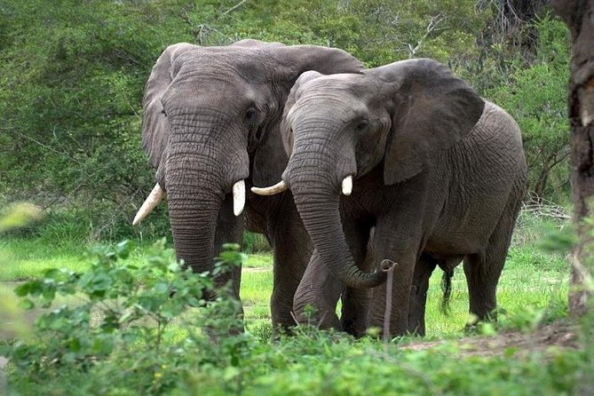 9-Days Best of Kenya Wildlife Private 4X4 Jeep Safari - 4x4 comfort and the value of a private guide