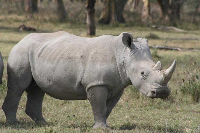 9-Days Best of Kenya Wildlife Private 4X4 Jeep Safari - Food, timing, and what is actually included at this price