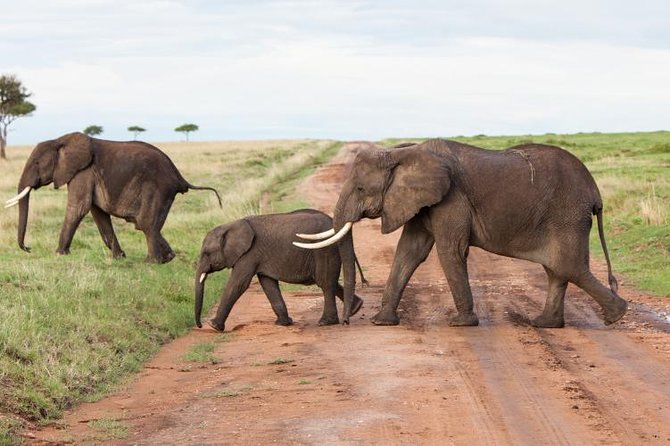9-Days Best of Kenya Wildlife Private 4X4 Jeep Safari - Lake Nakuru and the rhino sanctuary opportunity