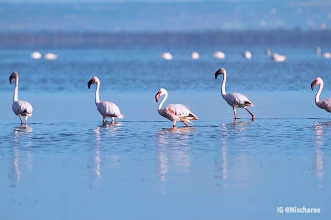 9- Days Classic Kenya Family Safari - Safari Rhythm: Why 9 Days Works Better for Families