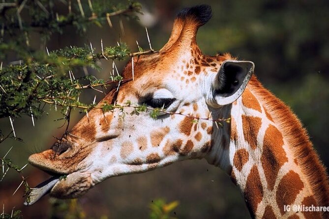9- Days Classic Kenya Family Safari - Lake Nakuru National Park: Flamingos, Rhino Sanctuary Stops, and Birding Time