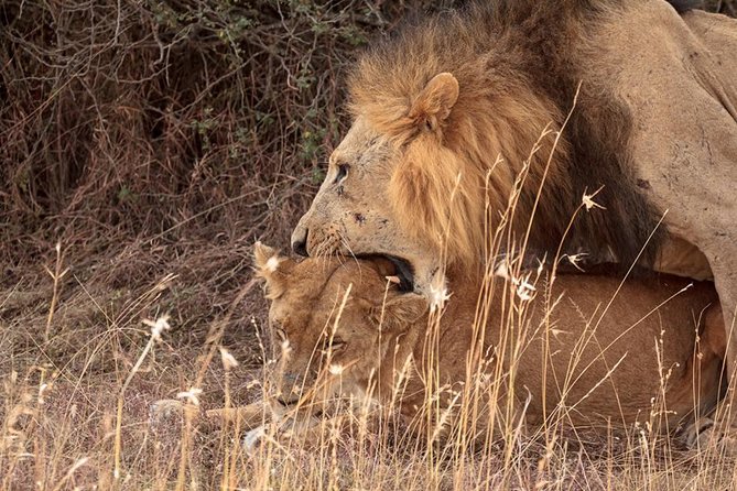 9- Days Classic Kenya Family Safari - Tsavo West to Tsavo East: Springs at Mzima and a Different Animal Mix