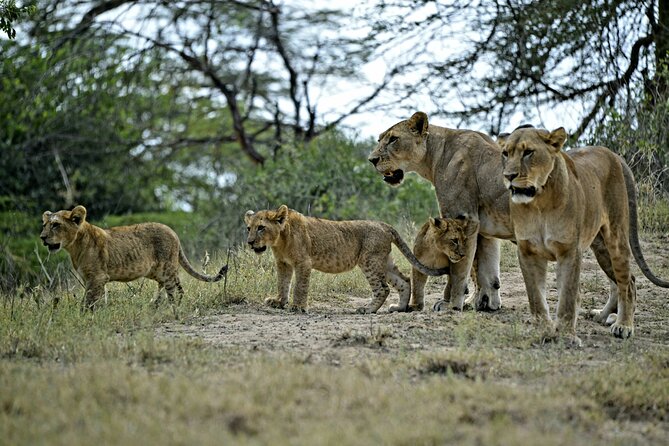 9- Days Classic Kenya Family Safari - Price and Value: What $5,614.29 Covers, and What You Still Need to Budget