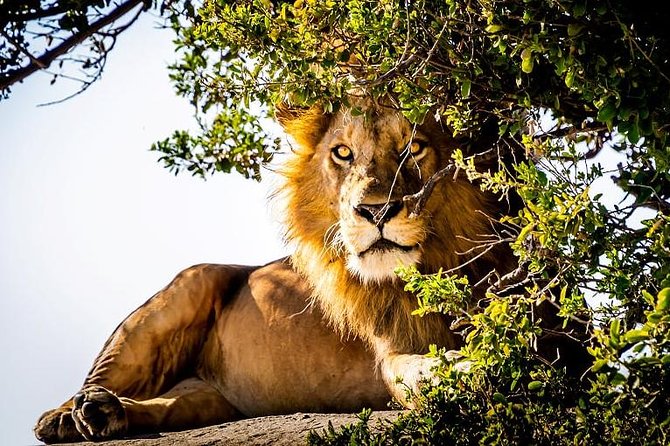 9 Days Kenya and Tanzania Wildlife Experience - Key highlights you’ll actually notice
