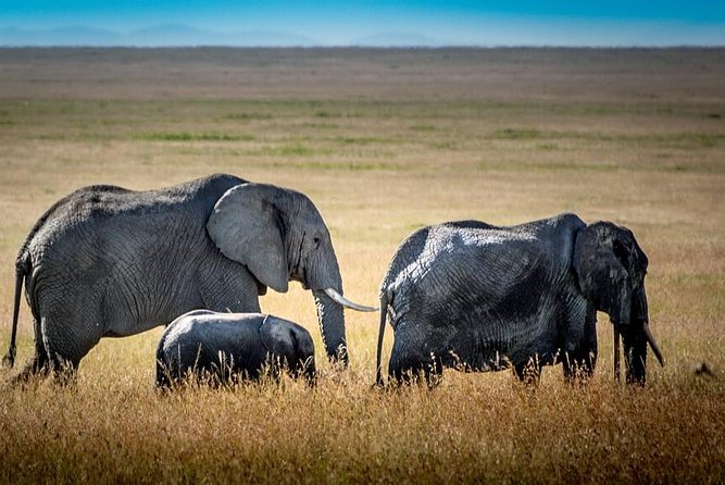 9 Days Kenya and Tanzania Wildlife Experience - Lake Manyara: quick morning drive and big bird energy