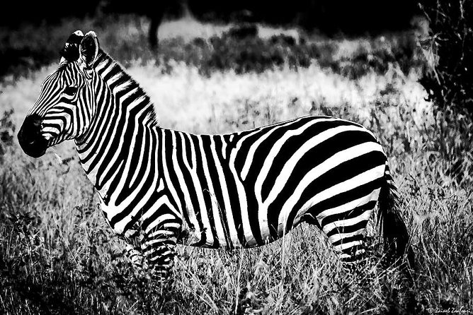 9 Days Kenya and Tanzania Wildlife Experience - Serengeti via the border, long views, steady viewing