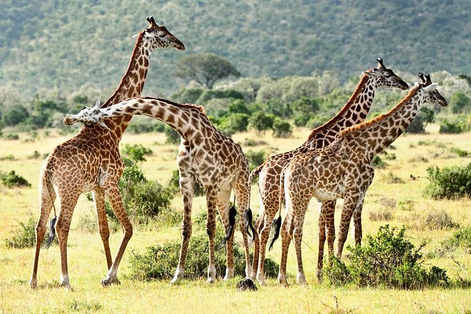 9 Days Kenya Classic Lodge Safari - Two full days in Masai Mara: wildlife time, plus optional add-ons