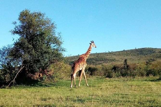 9 Days Kenya Classic Lodge Safari - Tsavo East finale and Nairobi handoff, plus a coast extension