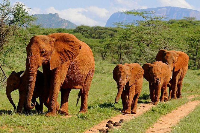 9 Days Kenya Classic Lodge Safari - Nairobi to Maasai Mara: first sightings and open-top game drives