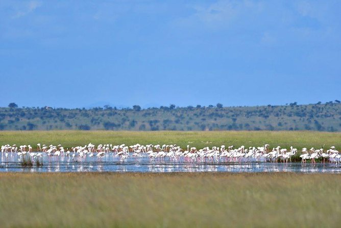 9 Days Samburu- Nakuru- Mara-Naivasha- Amboseli Wild Safari - Why This 9-Day Route Makes Sense in Kenya