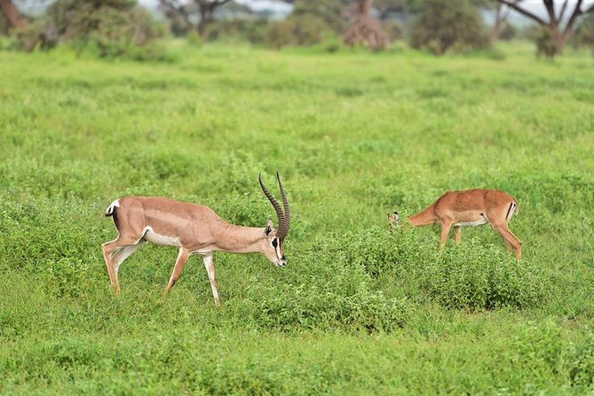 9 Days Samburu- Nakuru- Mara-Naivasha- Amboseli Wild Safari - Days 1 to 2: Samburu, Equator Stop, and the Special Five
