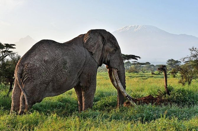 9 Days Samburu- Nakuru- Mara-Naivasha- Amboseli Wild Safari - Day 3: Nakuru National Park for Rhinos and Flamingoes