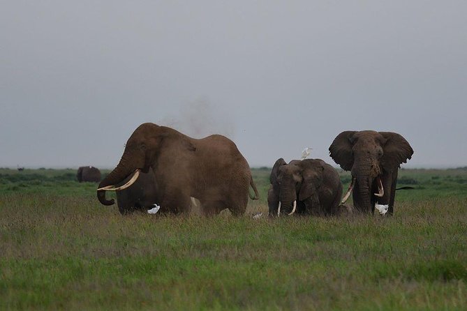9 Days Samburu- Nakuru- Mara-Naivasha- Amboseli Wild Safari - Day 4 to 5: Maasai Mara, Sunset Drive, and Mara River Crossing Chances