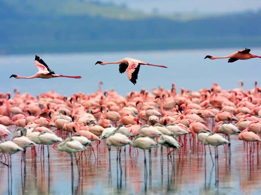 A day tour; Lake Nakuru national park& L. Naivasha Boat ride - Key points to know before you go