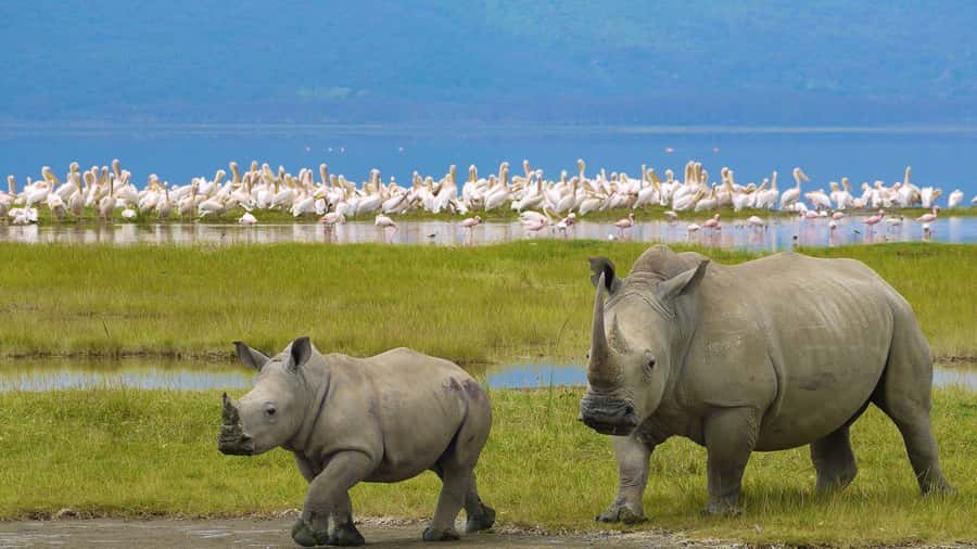 A day tour; Lake Nakuru national park& L. Naivasha Boat ride - Flamingos, pelicans, and the birding payoff at Nakuru