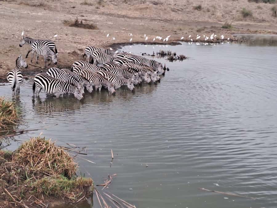 A day tour; Lake Nakuru national park& L. Naivasha Boat ride - Naivasha arrival, Crescent Island area, and lunch on your schedule