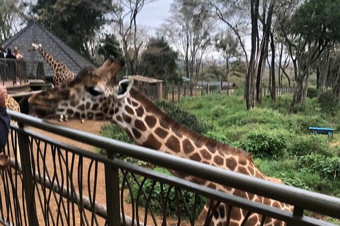 A Day Tour to Giraffe Center in Nairobi Kenya - Why the Giraffe Centre matters in Nairobi