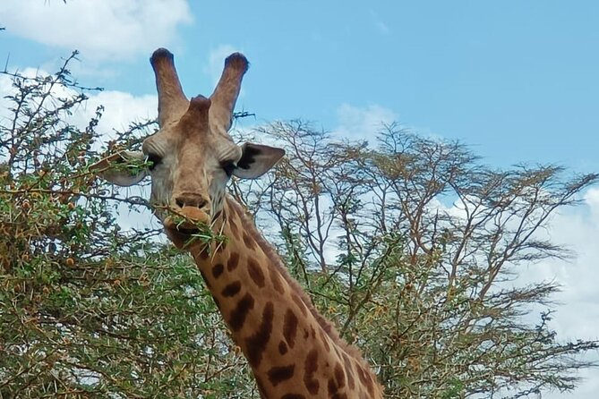 A Day Tour to Giraffe Center in Nairobi Kenya - Optional souvenirs and coffee, without making the day long