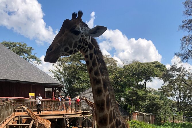A Day Tour to Giraffe Center in Nairobi Kenya - Who should book this tour?