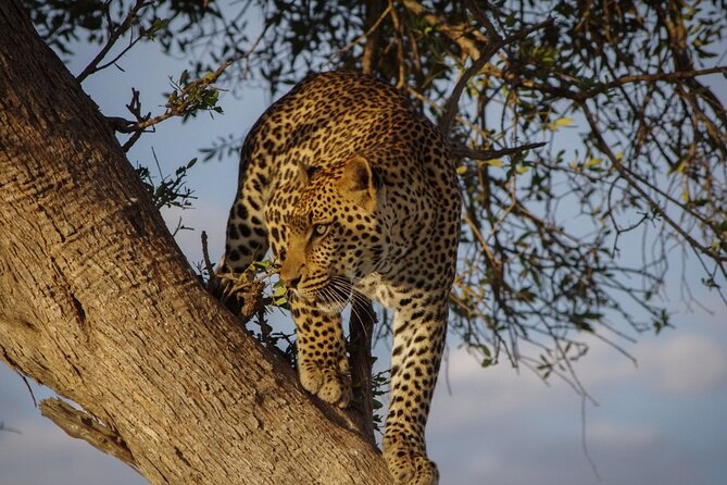 A thrilling Kenya 4 Days Adventure: Masai Mara &Lake Nakuru - Linking Masai Mara and Lake Nakuru in a tight, 4-day plan