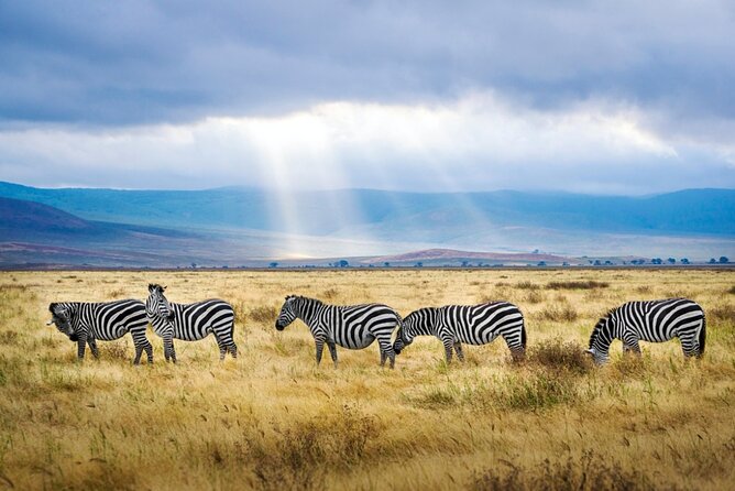 A thrilling Kenya 4 Days Adventure: Masai Mara &Lake Nakuru - Day 2 sunrise game drive and a second Mara shot (this is where odds go up)