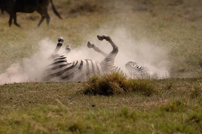 A thrilling Kenya 4 Days Adventure: Masai Mara &Lake Nakuru - Day 3: leaving the Mara for Lake Nakuru, with a Masai village stop en route