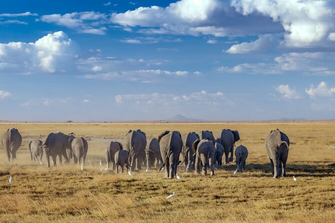 A thrilling Kenya 4 Days Adventure: Masai Mara &Lake Nakuru - Day 4 at Lake Nakuru: flamingos, rhinos, and your final wildlife chase before Nairobi