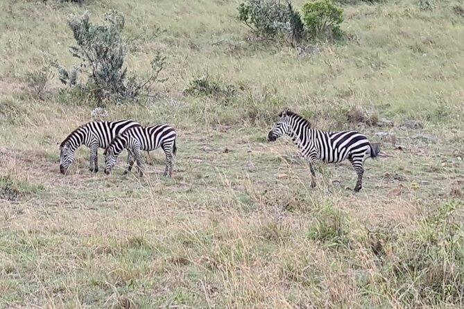 A thrilling Kenya 4 Days Adventure: Masai Mara &Lake Nakuru - Wildlife spotting basics that actually help you on this route