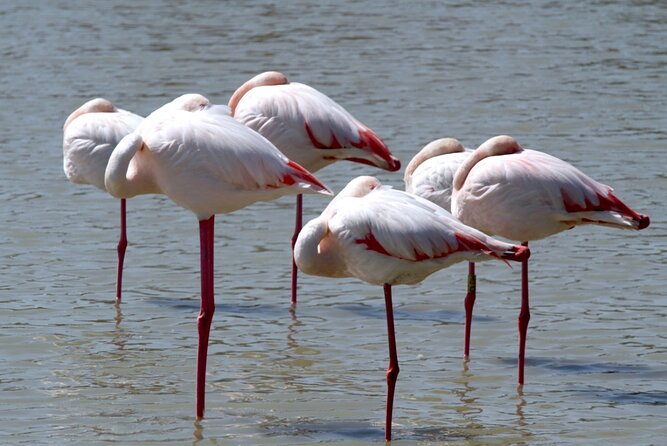 A thrilling Kenya 4 Days Adventure: Masai Mara &Lake Nakuru - Nairobi pickup and the first long road day (what to expect)