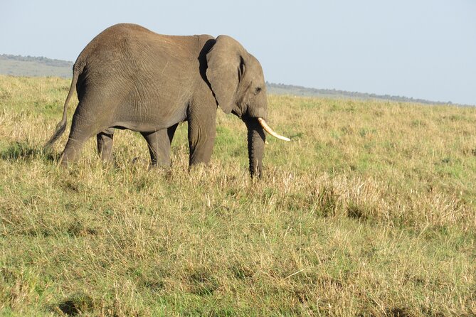 Adventure-fueled 3 Days Maasai Mara Safari - Full Day Game Drive: Picnic Lunch, Cheetahs Nearby, and Migration Season